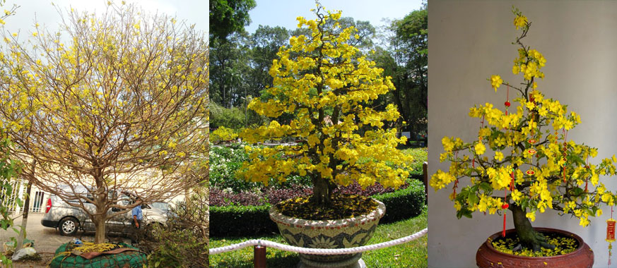 Xuất hành đầu năm