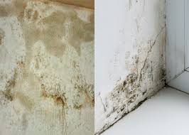 Môi trường ẩm ướt