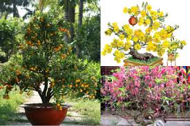 Chọn hoa Tết: Đào, Mai, Quất