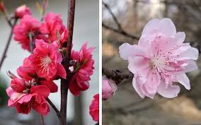 Đào bích hay đào phai