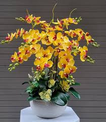 Hoa lan Hồ điệp