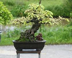 Cây bonsai